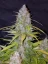 Graines de cannabis Fast Buds Californian Snow Auto