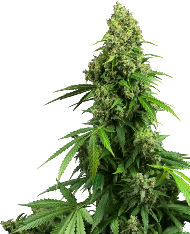 Sensi Seeds Sjemenke konoplje Honey Melon Kush Automatic Feminized, 3-10 kom