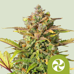 Royal Queen Seeds კანაფის თესლი Sweet ZZ Auto