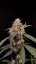 Fast Buds Cannabis Seeds AK Auto