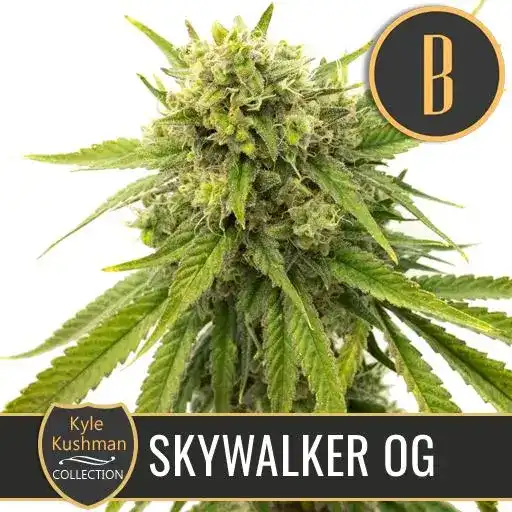 Blimburn Seeds Cannabis Seeds Skywalker OG, Kyle Kushman's Feminized