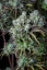 Fast Buds Bibit Ganja Big Bud Auto