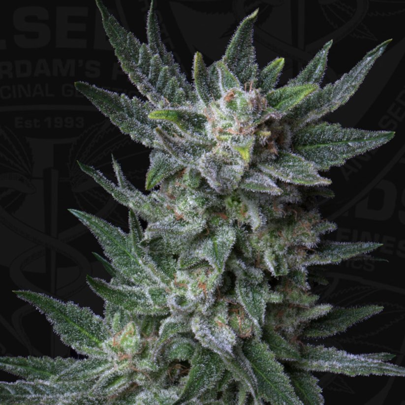 T.H.Seeds™ Cannabis Seeds Auto Bubblegum, įvairi pakuotė, moteriška