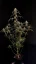 Sementes de cannabis Fast Buds AK Auto