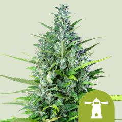 Royal Queen Seeds კანაფის თესლი Royal Haze Auto