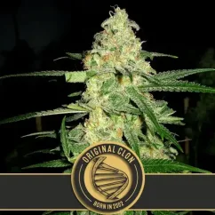 Blimburn Seeds Cannabisfrön Original Clon Feminized