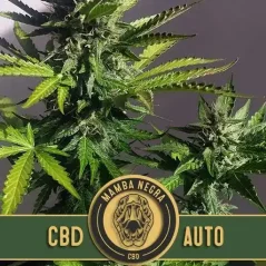 Blimburn Seeds Nasiona konopi Mamba Negra CBD Auto