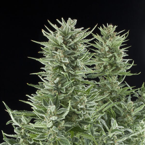 Royal Queen Seeds Насіння коноплі Easy Bud Auto