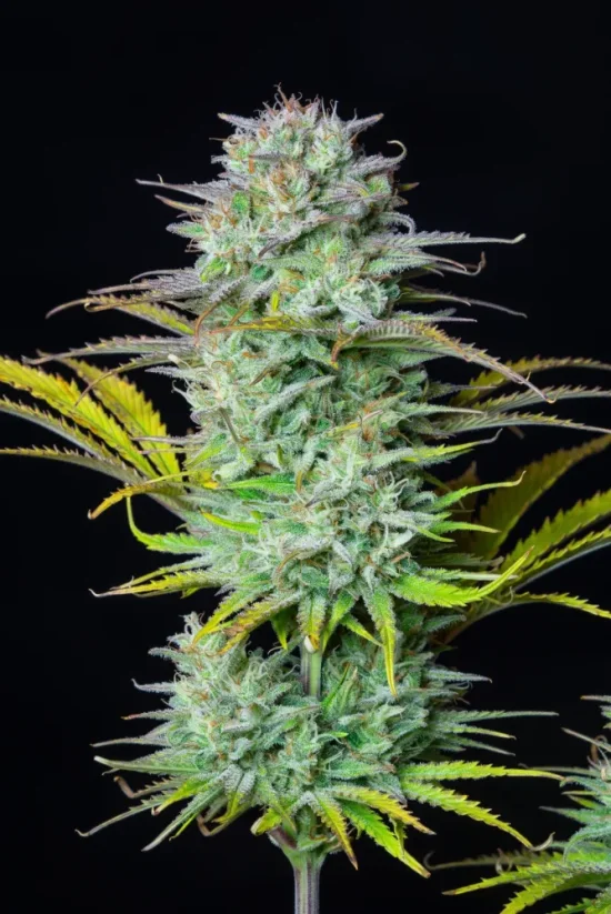 Fast Buds Cannabis Seeds Kosher Cake Auto