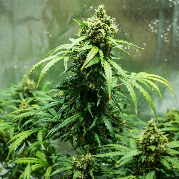 Royal Queen Seeds Hạt giống cần sa Royal Dwarf Auto