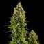 Royal Queen Seeds Насіння коноплі Royal Jack Auto