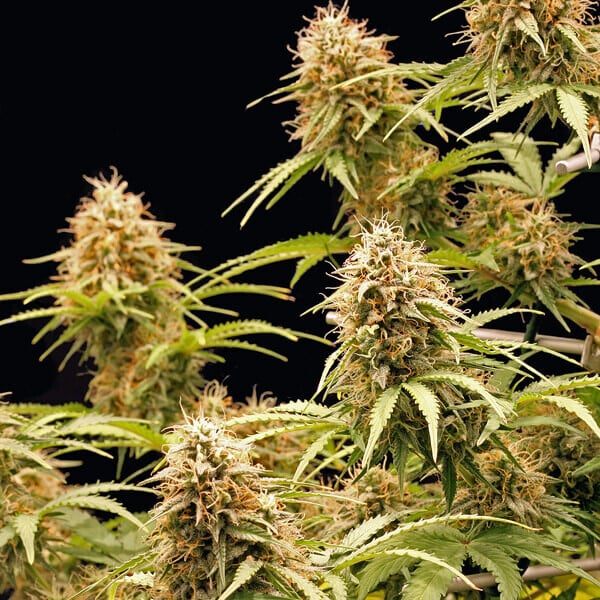 Royal Queen Seeds კანაფის თესლი Amnesia Haze Auto