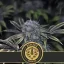 Blimburn Seeds Cannabis Seeds Narkosis Feminized