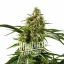 Blimburn Seeds Kue Ulang Tahun Biji Ganja Feminized