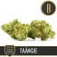 Blimburn Seeds Żerriegħa tal-Kannabis Taängie By Nikki Swami's Feminized