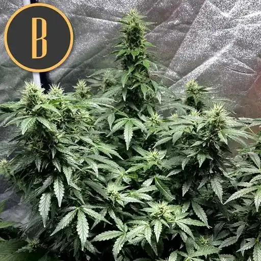 Blimburn Seeds Hạt giống cần sa Sweety Auto