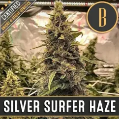 Blimburn Seeds Cannabisfrön Silver Surfer Haze Feminiserade