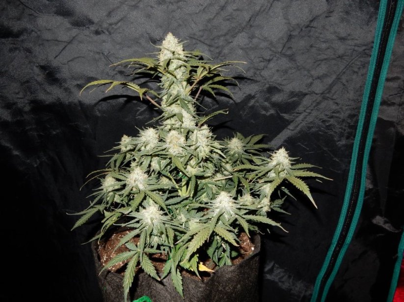 Semi di cannabis Fast Buds West Coast OG Auto