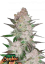 Fast Buds Semi di Cannabis Crema Cookies Auto