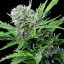 Royal Queen Seeds Cannabisfrø Royal Bluematic Auto