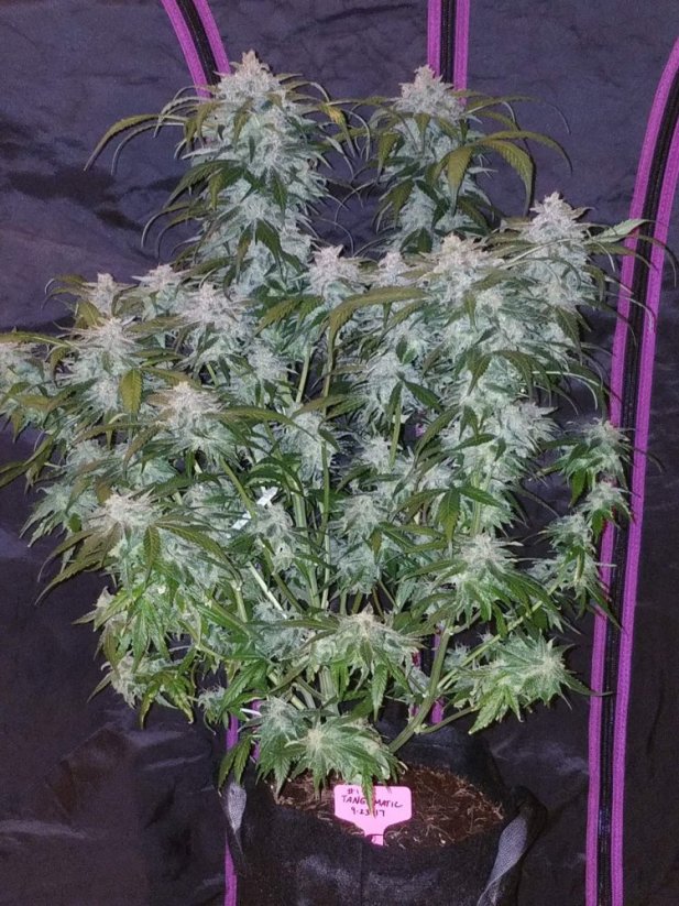 Graines de cannabis Fast Buds Tangie Auto