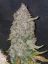 Fast Buds Esrar Tohumları Stardawg Auto