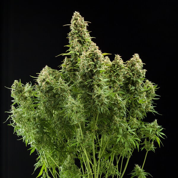 Royal Queen Seeds Cannabis Seeds Diesel Auto