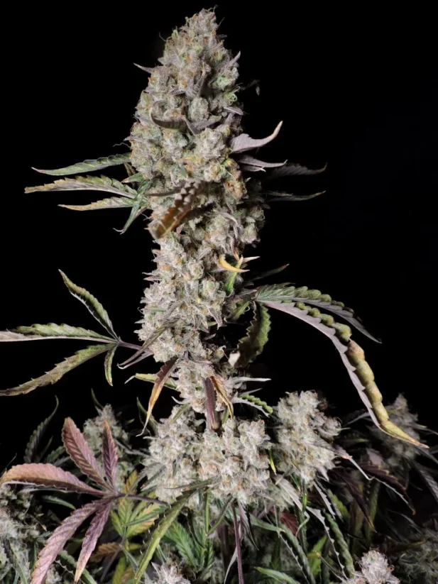 Fast Buds Sementes de Cannabis Gorilla Zkittlez Auto