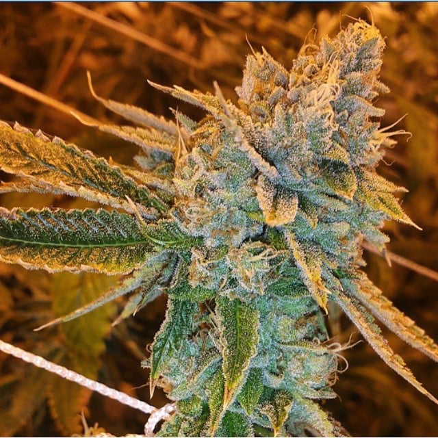 Fast Buds Żrieragħ tal-Kannabis West Coast OG Auto