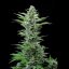 Royal Queen Seeds Насіння коноплі Royal Critical Auto