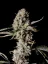 Fast Buds Sementes de Cannabis Gorilla Zkittlez Auto