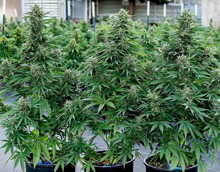 Royal Queen Seeds Семена от канабис Космос F1 Auto