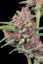 Fast Buds Cannabis Seeds Gorilla Punch Auto