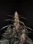 Graines de cannabis Fast Buds Amnesia Haze Auto