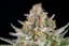 Fast Buds Cannabis Seeds Strawberry Pie Auto