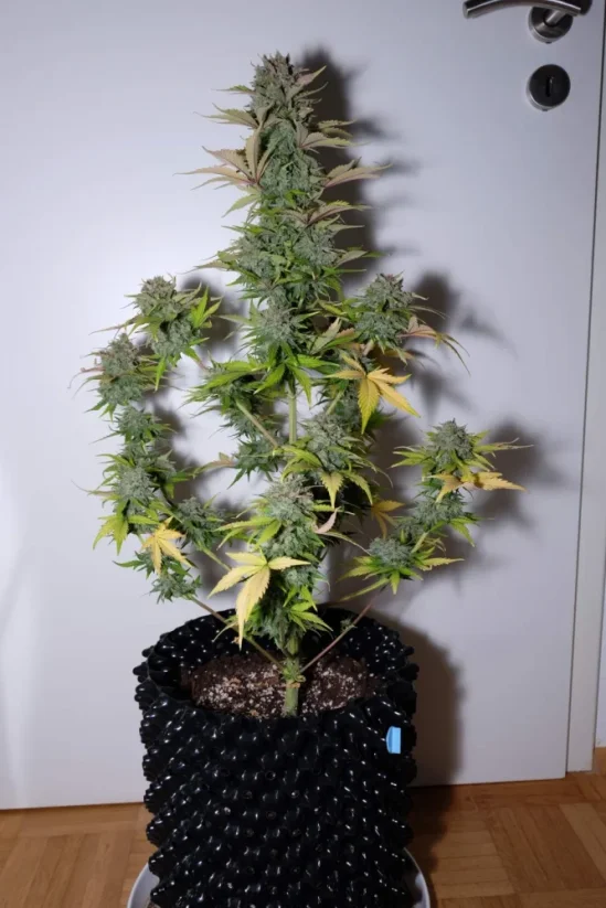 Семена от канабис Fast Buds G14 Auto