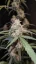 Fast Buds Bibit Ganja AK Auto