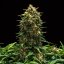 Royal Queen Seeds Biji Ganja Sweet Skunk Auto