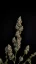 Fast Buds Cannabis Seeds Northern Lights Auto