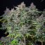 Royal Queen Seeds Biji Ganja Do-si-dos Auto