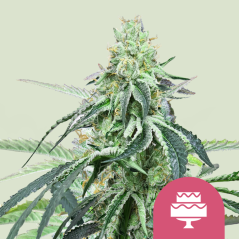 Royal Queen Seeds Cannabis Seeds Wedding Gelato Feminized