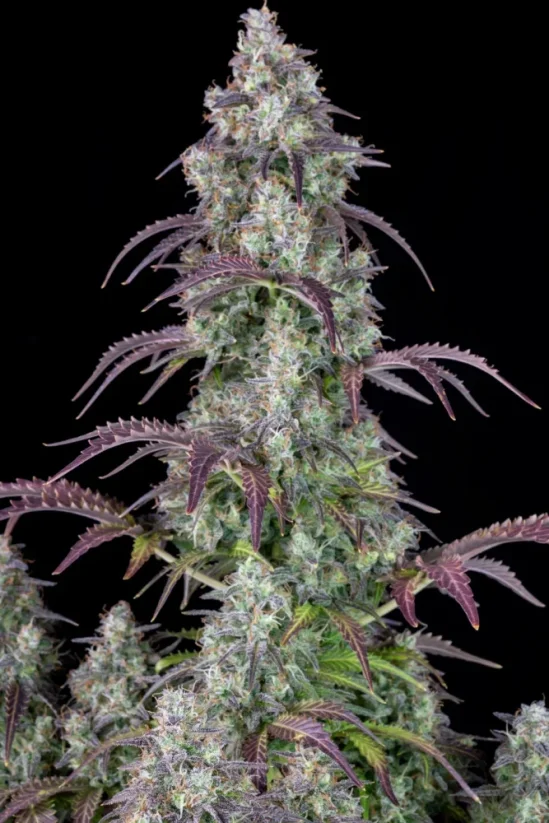 Fast Buds Cannabis Seeds Lemon Pie Auto