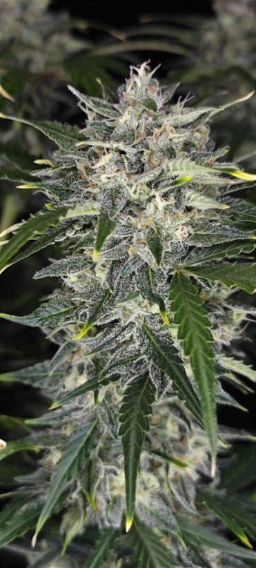 Fast Buds Cannabis Seeds Sur svartsjuka Auto