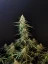 Fast Buds Cannabis Seeds Sour Diesel Auto