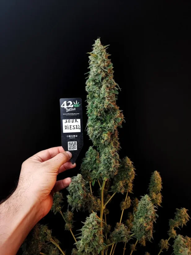 Fast Buds Cannabis Seeds Sour Diesel Auto