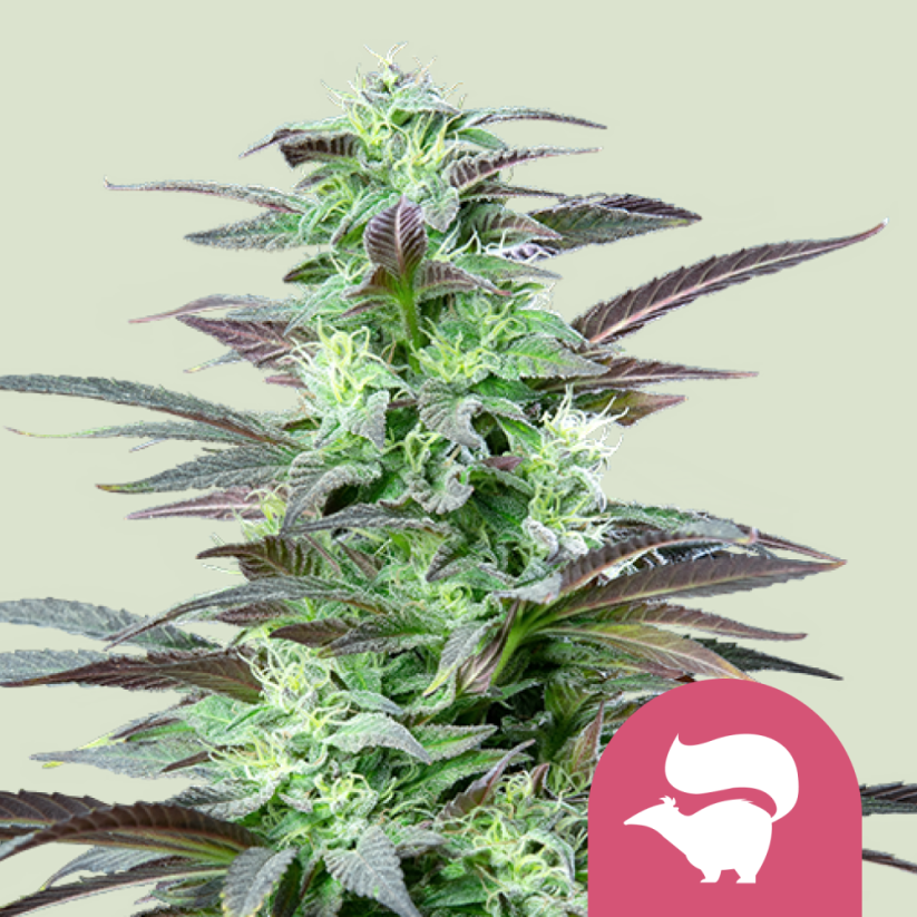 Royal Queen Seeds Cannabis Seeds Skunk XL Feminized