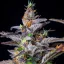 Royal Queen Seeds Cannabis Seeds Watermelon Auto