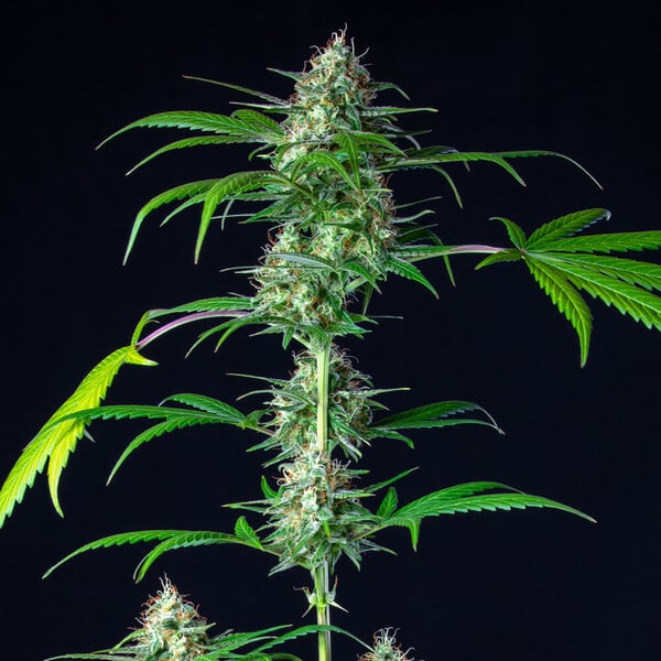 Royal Queen Seeds Biji Ganja Mimosa Auto