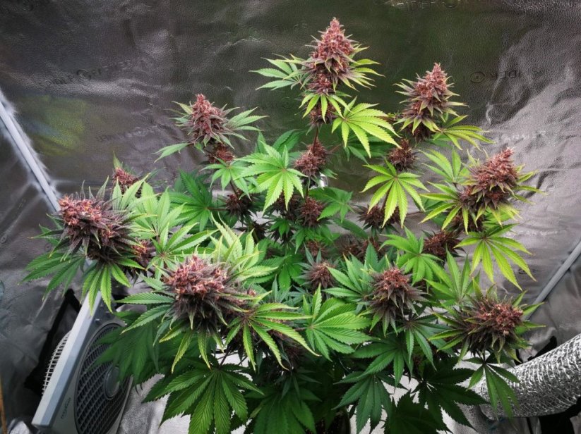 Graines de cannabis Fast Buds Purple Lemonade FF