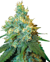 Sensi Seeds Semena konoplje Jack Herer® Feminized, 3-10 kos